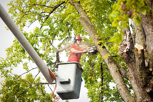 Best Local Tree Services  in Ceres, CA